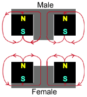 double magnet gendered open